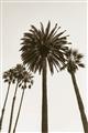 Picture of Palm Trees  _GroupedProduct_Rectangle_Portrait_Photography _GroupedProduct_Rectangle_Portrait_Unframed_Print_Only_