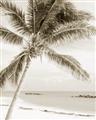 Picture of Palm Trees II _GroupedProduct_Rectangle_Portrait_Photography _GroupedProduct_Rectangle_Portrait_Unframed_Print_Only_