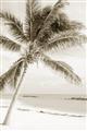 Picture of Palm Trees II _GroupedProduct_Rectangle_Portrait_Photography _GroupedProduct_Rectangle_Portrait_Unframed_Print_Only_