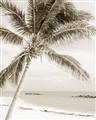 Picture of Palm Trees II _GroupedProduct_Rectangle_Portrait_Photography _GroupedProduct_Rectangle_Portrait_Unframed_Print_Only_