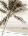 Picture of Palm Trees II _GroupedProduct_Rectangle_Portrait_Photography _GroupedProduct_Rectangle_Portrait_Unframed_Print_Only_