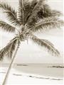 Picture of Palm Trees II _GroupedProduct_Rectangle_Portrait_Photography _GroupedProduct_Rectangle_Portrait_Unframed_Print_Only_