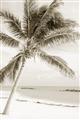 Picture of Palm Trees II _GroupedProduct_Rectangle_Portrait_Photography _GroupedProduct_Rectangle_Portrait_Unframed_Print_Only_