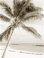 Picture of Palm Trees II _GroupedProduct_Rectangle_Portrait_Photography _GroupedProduct_Rectangle_Portrait_Unframed_Print_Only_