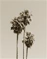 Picture of Palm Trees III _GroupedProduct_Rectangle_Portrait_Photography _GroupedProduct_Rectangle_Portrait_Unframed_Print_Only_