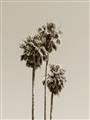 Picture of Palm Trees III _GroupedProduct_Rectangle_Portrait_Photography _GroupedProduct_Rectangle_Portrait_Unframed_Print_Only_