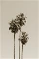 Picture of Palm Trees III _GroupedProduct_Rectangle_Portrait_Photography _GroupedProduct_Rectangle_Portrait_Unframed_Print_Only_