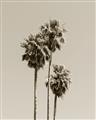 Picture of Palm Trees III _GroupedProduct_Rectangle_Portrait_Photography _GroupedProduct_Rectangle_Portrait_Unframed_Print_Only_