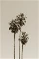 Picture of Palm Trees III _GroupedProduct_Rectangle_Portrait_Photography _GroupedProduct_Rectangle_Portrait_Unframed_Print_Only_