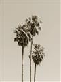 Picture of Palm Trees III _GroupedProduct_Rectangle_Portrait_Photography _GroupedProduct_Rectangle_Portrait_Unframed_Print_Only_