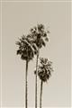 Picture of Palm Trees III _GroupedProduct_Rectangle_Portrait_Photography _GroupedProduct_Rectangle_Portrait_Unframed_Print_Only_