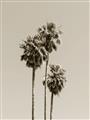 Picture of Palm Trees III _GroupedProduct_Rectangle_Portrait_Photography _GroupedProduct_Rectangle_Portrait_Unframed_Print_Only_