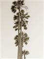 Picture of Palm Trees IV _GroupedProduct_Rectangle_Portrait_Photography _GroupedProduct_Rectangle_Portrait_Unframed_Print_Only_