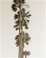 Picture of Palm Trees IV _GroupedProduct_Rectangle_Portrait_Photography _GroupedProduct_Rectangle_Portrait_Unframed_Print_Only_