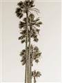 Picture of Palm Trees IV _GroupedProduct_Rectangle_Portrait_Photography _GroupedProduct_Rectangle_Portrait_Unframed_Print_Only_