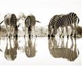 Picture of Sipping Zebras  _GroupedProduct_Rectangle_Landscape_Photography _GroupedProduct_Rectangle_Landscape_Unframed_Print_Only_