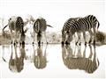 Picture of Sipping Zebras  _GroupedProduct_Rectangle_Landscape_Photography _GroupedProduct_Rectangle_Landscape_Unframed_Print_Only_
