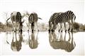 Picture of Sipping Zebras  _GroupedProduct_Rectangle_Landscape_Photography _GroupedProduct_Rectangle_Landscape_Unframed_Print_Only_