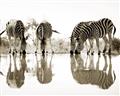 Picture of Sipping Zebras  _GroupedProduct_Rectangle_Landscape_Photography _GroupedProduct_Rectangle_Landscape_Unframed_Print_Only_