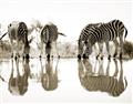 Picture of Sipping Zebras  _GroupedProduct_Rectangle_Landscape_Photography _GroupedProduct_Rectangle_Landscape_Unframed_Print_Only_