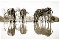 Picture of Sipping Zebras  _GroupedProduct_Rectangle_Landscape_Photography _GroupedProduct_Rectangle_Landscape_Unframed_Print_Only_