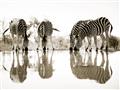 Picture of Sipping Zebras  _GroupedProduct_Rectangle_Landscape_Photography _GroupedProduct_Rectangle_Landscape_Unframed_Print_Only_
