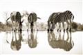 Picture of Sipping Zebras  _GroupedProduct_Rectangle_Landscape_Photography _GroupedProduct_Rectangle_Landscape_Unframed_Print_Only_