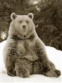 Picture of Snowy Bear _GroupedProduct_Rectangle_Portrait_Photography _GroupedProduct_Rectangle_Portrait_Unframed_Print_Only_