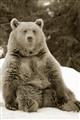 Picture of Snowy Bear _GroupedProduct_Rectangle_Portrait_Photography _GroupedProduct_Rectangle_Portrait_Unframed_Print_Only_