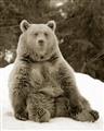 Picture of Snowy Bear _GroupedProduct_Rectangle_Portrait_Photography _GroupedProduct_Rectangle_Portrait_Unframed_Print_Only_