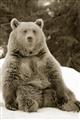 Picture of Snowy Bear _GroupedProduct_Rectangle_Portrait_Photography _GroupedProduct_Rectangle_Portrait_Unframed_Print_Only_