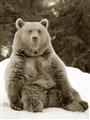 Picture of Snowy Bear _GroupedProduct_Rectangle_Portrait_Photography _GroupedProduct_Rectangle_Portrait_Unframed_Print_Only_