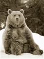 Picture of Snowy Bear _GroupedProduct_Rectangle_Portrait_Photography _GroupedProduct_Rectangle_Portrait_Unframed_Print_Only_