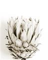 Picture of Soft Protea _GroupedProduct_Rectangle_Portrait_Photography _GroupedProduct_Rectangle_Portrait_Unframed_Print_Only_