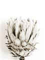 Picture of Soft Protea _GroupedProduct_Rectangle_Portrait_Photography _GroupedProduct_Rectangle_Portrait_Unframed_Print_Only_