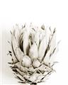 Picture of Soft Protea _GroupedProduct_Rectangle_Portrait_Photography _GroupedProduct_Rectangle_Portrait_Unframed_Print_Only_