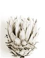 Picture of Soft Protea _GroupedProduct_Rectangle_Portrait_Photography _GroupedProduct_Rectangle_Portrait_Unframed_Print_Only_