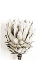 Picture of Soft Protea _GroupedProduct_Rectangle_Portrait_Photography _GroupedProduct_Rectangle_Portrait_Unframed_Print_Only_
