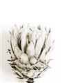 Picture of Soft Protea _GroupedProduct_Rectangle_Portrait_Photography _GroupedProduct_Rectangle_Portrait_Unframed_Print_Only_