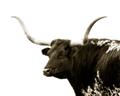 Picture of Spotted Bull  _GroupedProduct_Rectangle_Landscape_Photography _GroupedProduct_Rectangle_Landscape_Unframed_Print_Only_