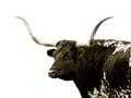 Picture of Spotted Bull  _GroupedProduct_Rectangle_Landscape_Photography _GroupedProduct_Rectangle_Landscape_Unframed_Print_Only_
