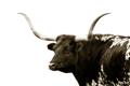 Picture of Spotted Bull  _GroupedProduct_Rectangle_Landscape_Photography _GroupedProduct_Rectangle_Landscape_Unframed_Print_Only_