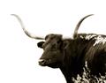 Picture of Spotted Bull  _GroupedProduct_Rectangle_Landscape_Photography _GroupedProduct_Rectangle_Landscape_Unframed_Print_Only_