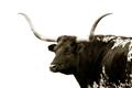 Picture of Spotted Bull  _GroupedProduct_Rectangle_Landscape_Photography _GroupedProduct_Rectangle_Landscape_Unframed_Print_Only_