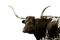 Picture of Spotted Bull  _GroupedProduct_Rectangle_Landscape_Photography _GroupedProduct_Rectangle_Landscape_Unframed_Print_Only_