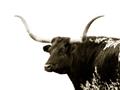 Picture of Spotted Bull  _GroupedProduct_Rectangle_Landscape_Photography _GroupedProduct_Rectangle_Landscape_Unframed_Print_Only_