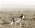 Picture of Spotted in the Savanna  _GroupedProduct_Rectangle_Landscape_Photography _GroupedProduct_Rectangle_Landscape_Unframed_Print_Only_