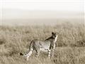 Picture of Spotted in the Savanna  _GroupedProduct_Rectangle_Landscape_Photography _GroupedProduct_Rectangle_Landscape_Unframed_Print_Only_