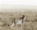 Picture of Spotted in the Savanna  _GroupedProduct_Rectangle_Landscape_Photography _GroupedProduct_Rectangle_Landscape_Unframed_Print_Only_