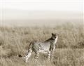 Picture of Spotted in the Savanna  _GroupedProduct_Rectangle_Landscape_Photography _GroupedProduct_Rectangle_Landscape_Unframed_Print_Only_